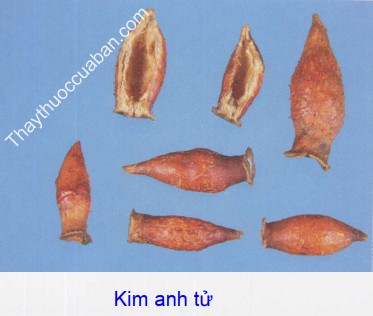 Hình ảnh vị thuốc kim anh tử